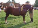 k,MzkyNjA1NTQsNDQ1Mjcy,f,suffolk_punch[1]