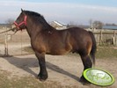 med_gallery_12407_79_6931[1]