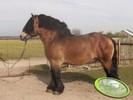 med_gallery_12407_79_75800[1]