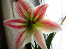 Hippeastrum vittatum