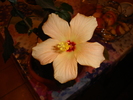 DSC03207