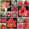 hippeastrum2