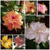 hibiscus 3