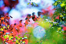 nature_color_blast_wallpaper_by_DyingBeautyStock