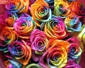 trandafiri_pentru_tine