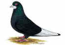 THM_0007769635