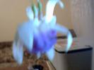 fuchsia  mov inchis  involt