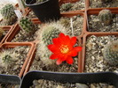 Rebutia sp