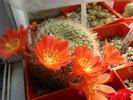 Rebutia sp