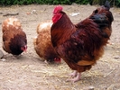 Red_Orpington_trio_op_619x464