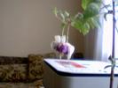 fuchsia  mov inchis  involt