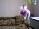fuchsia  mov inchis  involt