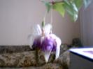 fuchsia  mov inchis  involt