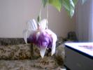 fuchsia  mov inchis  involt