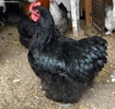 orpington-kakas-fekete-2010-juniusi_11298489185
