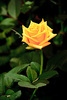 trandafiri-brasil-3