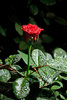 trandafiri-eltoro-2