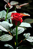 trandafiri-eltoro-3