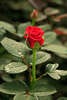 trandafiri-eltoro-5