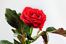 trandafiri-eltoro-8