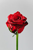 trandafiri-forever-7