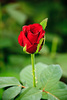 trandafiri-grandprix-1