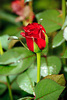 trandafiri-grandprix-2