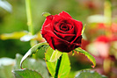trandafiri-grandprix-3