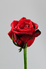 trandafiri-grandprix-10
