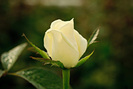 trandafiri-onlywhite-1