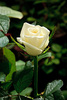 trandafiri-onlywhite-3