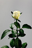 trandafiri-onlywhite-5