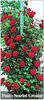 trandafiri-pauls-scarlet-574878
