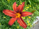 Red Hemerocallis (2009, July 03)