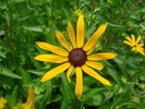 Rudbeckia (2009, July 03)