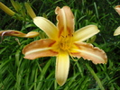 Daylily_Hemerocallis (2009, July 03)