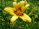 Daylily_Hemerocallis (2009, July 03)
