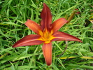 Red Hemerocallis (2009, July 03)