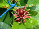 Calycanthus floridus (2009, July 03)