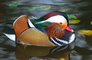 mandarin2