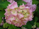 Pink Hydrangea (2009, July 03)