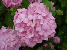 Pink Hydrangea (2009, July 03)