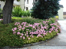 Pink Hydrangea (2009, July 03)