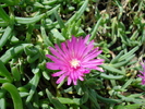 Pink Succulent (2009, July 03)