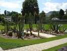 Cactus Garden (2009, July 03)