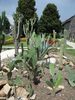 Cactus Garden (2009, July 03)