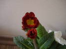 Primula