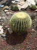 Cactus (2009, July 03)