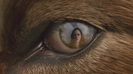 new-moon-movie-pictures-918