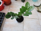 zamiloculcas